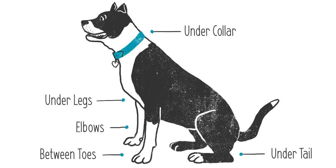 Dog Tick Locations