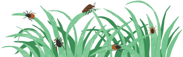 Ticks Grass